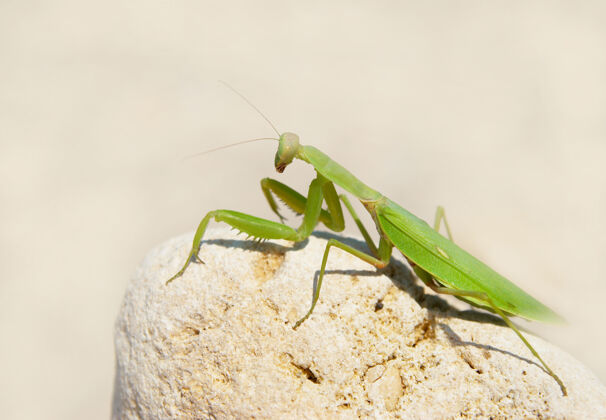 特写石头上的绿螳螂动物细节昆虫