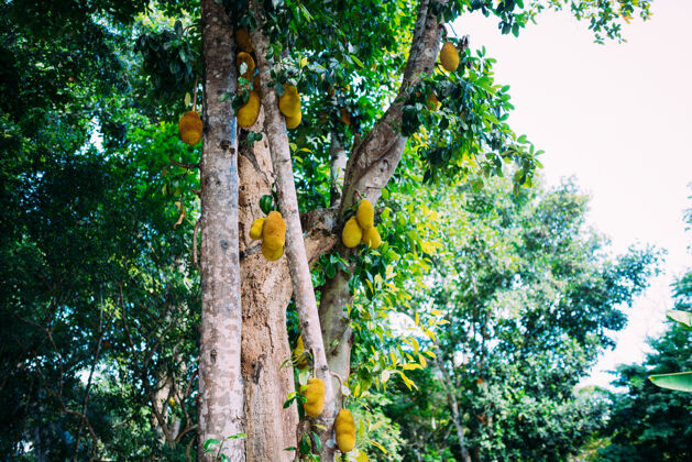 热带挂在树上的菠萝蜜的低角度视图花园农业杰克