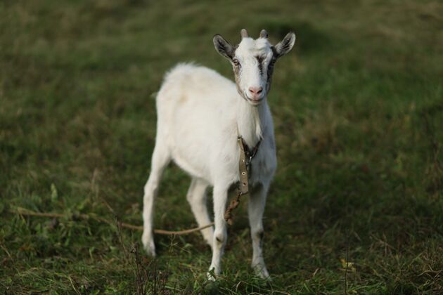 孩子夏天 白色的小山羊在草地上吃草夏天农业可爱