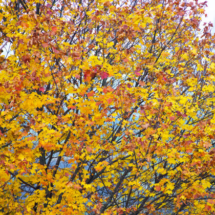 枝头天空中鲜艳的枫叶秋天的枫叶枫树树纸
