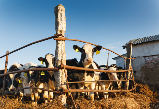 农业一群奶牛在农场里小牛自然农村