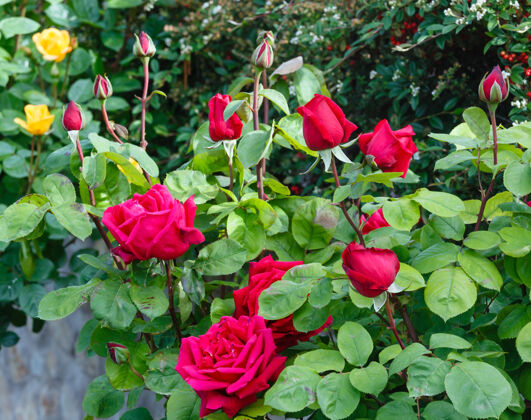 植物学春天的红玫瑰（特写）在公园里自然花季节