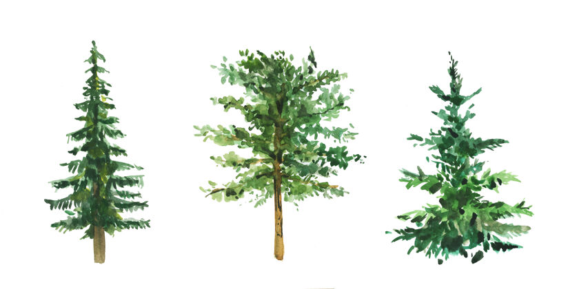 森林一套用水彩手工绘制的常青树冷杉树木套装