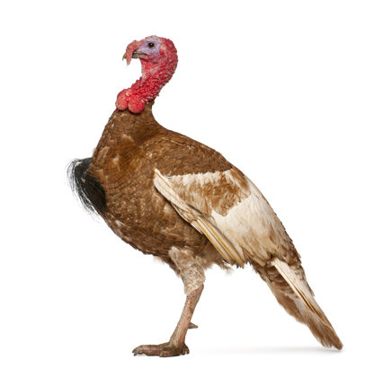鸟红色丁登土耳其站孤立家禽剖面图侧视图