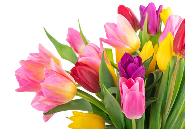 花许多美丽的五颜六色的郁金香与叶子在一个玻璃花瓶上隔离透明背景.水平与任何节日设计的新鲜春花的照片浪漫爱风景
