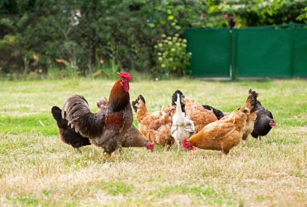 家畜公鸡和鸡在草地上吃草喙饲养健康