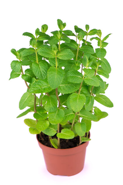 室内植物新鲜的胡椒薄荷花盆植物叶子上的白色隔离背景厨房胡椒风味