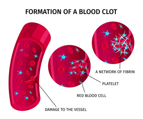 教育血细胞血栓凝血教育信息图片说明系统血液解剖