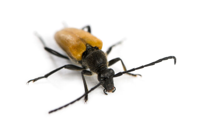 无脊椎动物士兵甲虫在一个白色的表面前隔离的昆虫动物