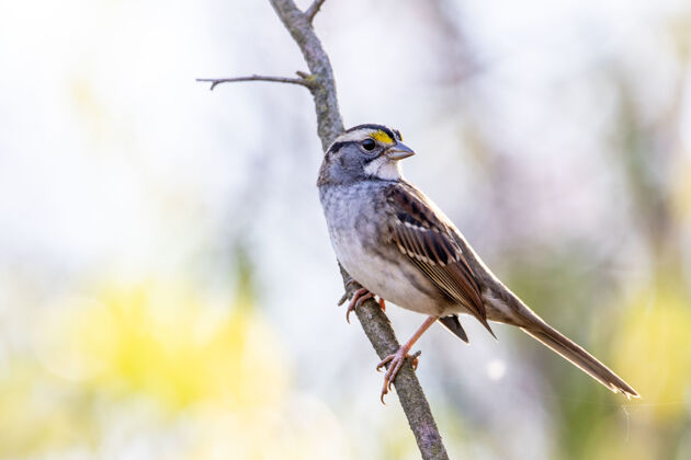 羽毛选择性聚焦拍摄一只栖息在树枝上的可爱麻雀鸟类鸟类学喙