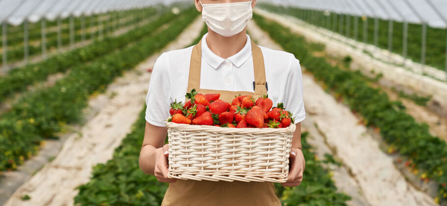 特写戴面具的女园丁手里拿着一篮草莓种植园园艺篮子