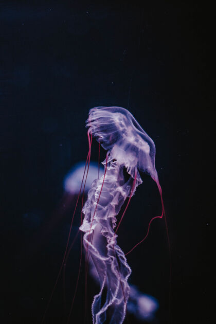 野生水母的垂直镜头水族馆水母野生动物