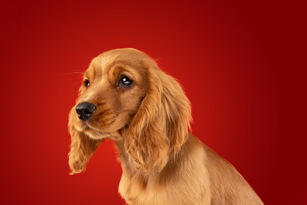 狗完美的伴侣在路上英国可卡犬幼犬摆姿势可爱好玩的布劳恩狗或宠物坐在红色背景上 全神贯注的孤立概念的运动 行动 运动金色可卡纯种