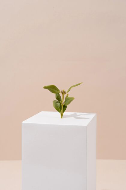 垂直具有空白几何形状和生长植物的可持续性概念前视形式空白