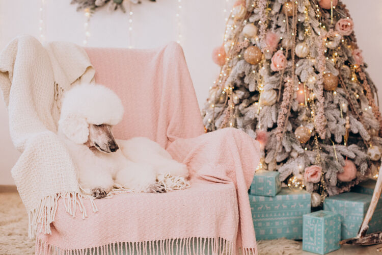 狗坐在圣诞树旁的白色卷毛狗动物小圣诞装饰
