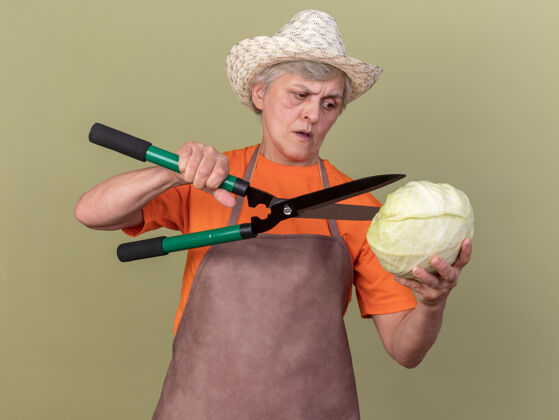 园艺严肃的上了年纪的女园丁戴着园艺帽拿着园艺剪刀看着卷心菜橄榄剪刀女