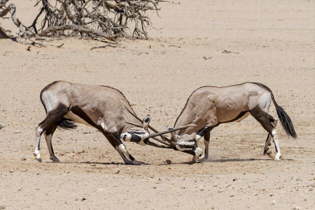 战斗在卡拉哈里沙漠与羚羊搏斗粗糙危险海角