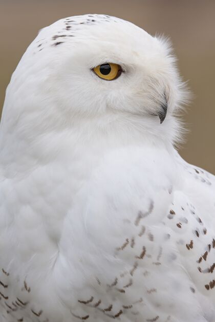动物阳光下一只雪猫头鹰的垂直特写肖像雄伟冷