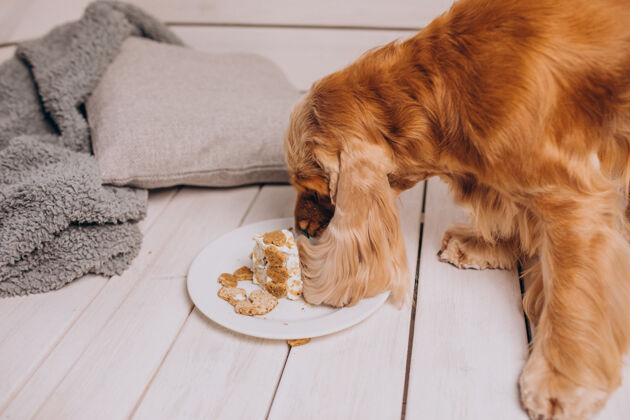 有趣可卡犬在家吃生日蛋糕动物鼻子小狗