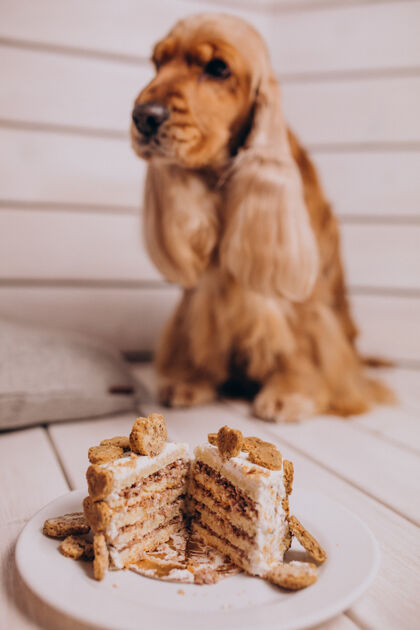 盘子可卡犬在家吃生日蛋糕可卡猎犬面包店胃口