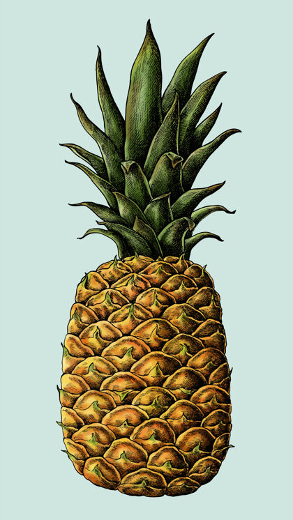 年份新鲜多刺菠萝图纸手绘水果健康