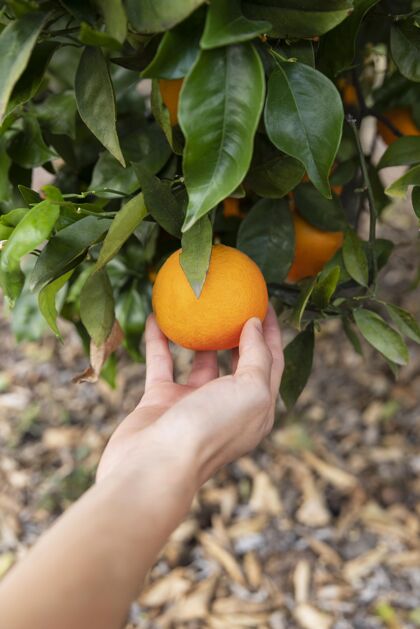 收获手里拿着桔子的女人水果柑橘植物