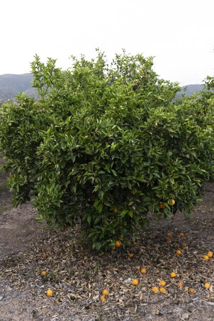 橘子树美丽的橘子树 果实成熟柑橘热带成熟