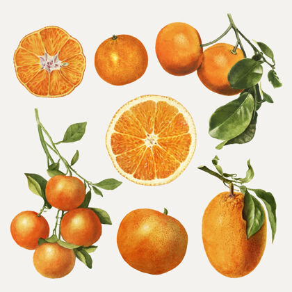 柑橘手绘天然鲜橙套装多汁风味新鲜