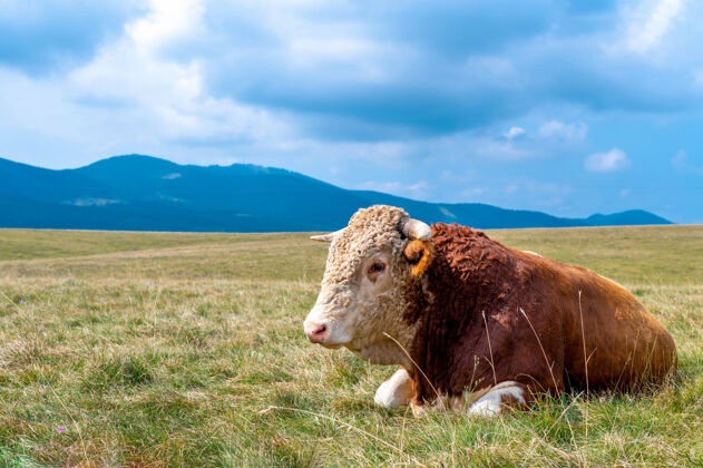 放牧牛在草覆盖的山上休息牛牛牧场