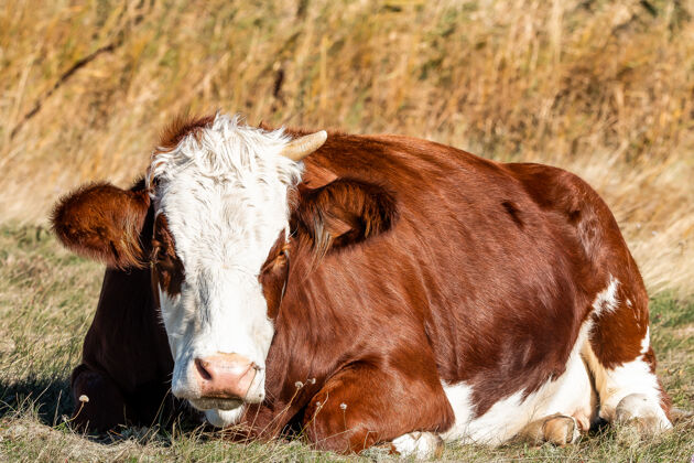 农场一只角棕色母牛的照片头动物农业