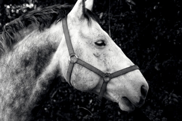 草地田里一匹漂亮的马的灰度照片自然野生品种