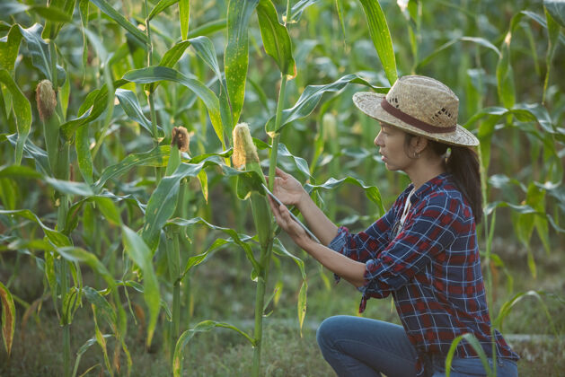 生长亚洲女农场主拿着数字平板电脑在玉米地里 美丽的晨曦在玉米地上升起绿色的玉米地在农业园里 阳光在傍晚的山景中照耀着夕阳景观天空农村