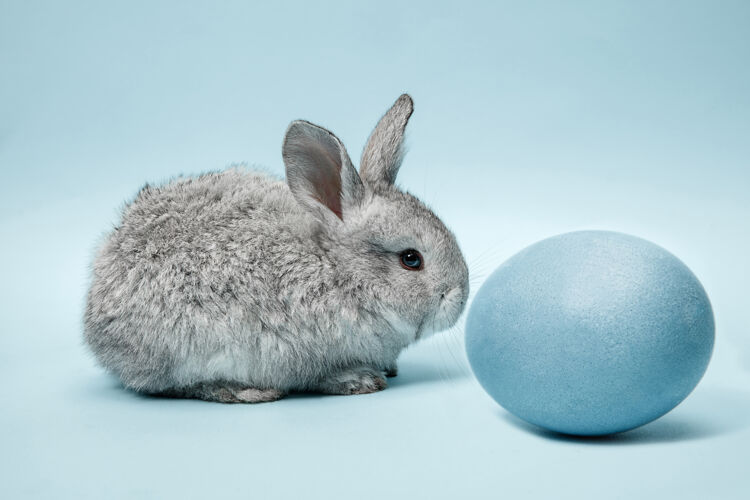 毛茸茸的在蓝色的墙上画着蓝色彩蛋的复活节兔子节日农场油漆