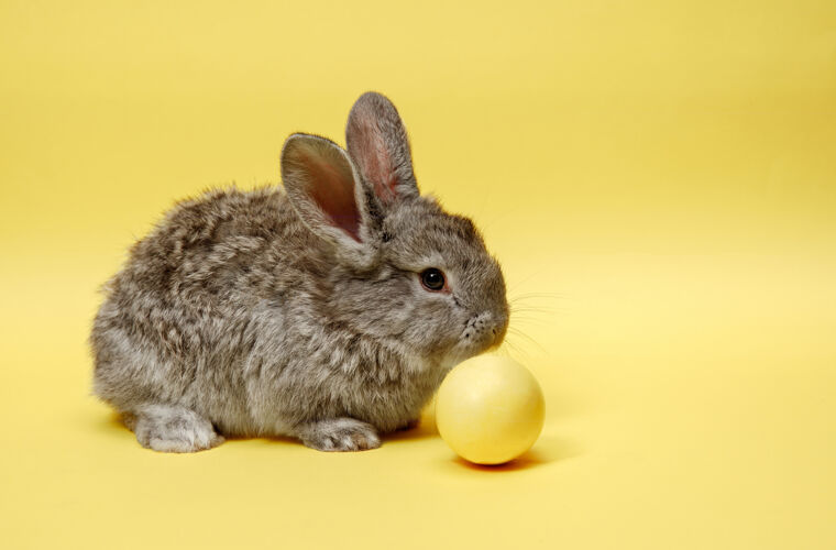 节日黄色墙上画着彩蛋的复活节兔子节日啮齿动物季节