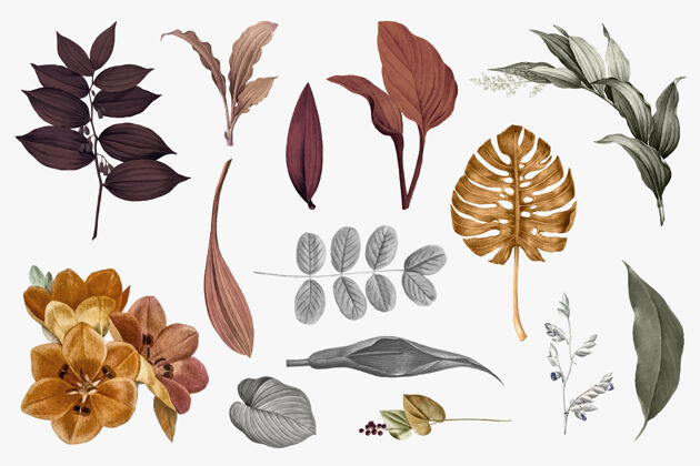 叶热带树叶系列植物秋天树叶