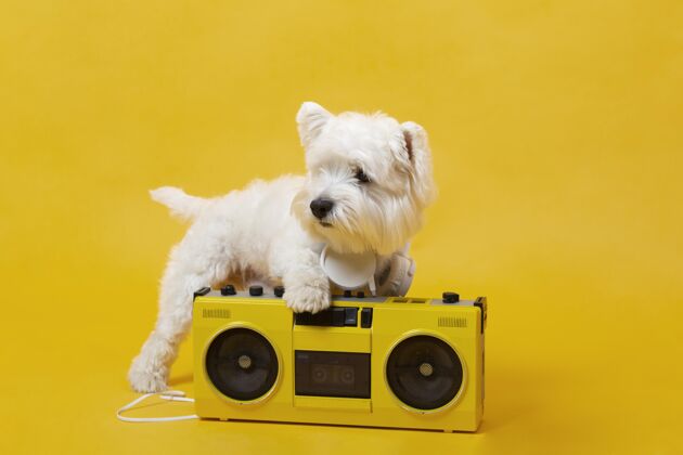可爱带录音机的可爱小狗纯种动物毛茸茸的