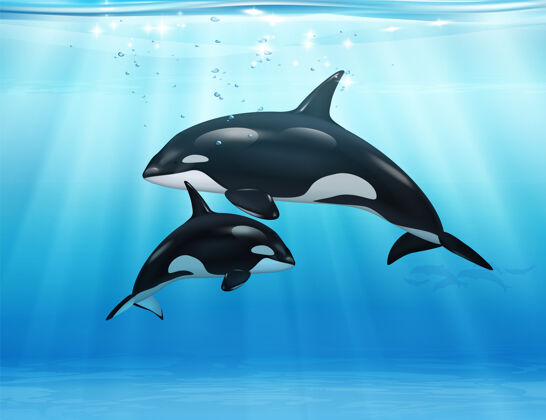 孩子海洋中的虎鲸插图鲸鱼海洋动物动物