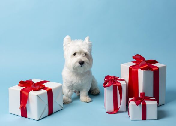 毛茸茸的可爱的白狗和礼物小小狗品种