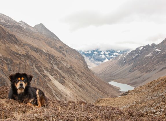 自然美丽的喜马拉雅山狗坐在不丹的悬崖边上天空岩石山