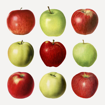 营养手绘新鲜苹果套装自然超级食品水果