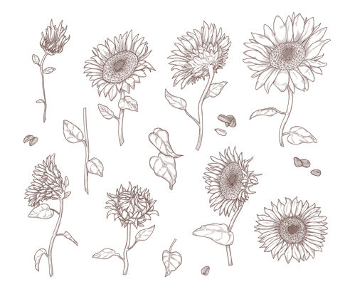 开花单色向日葵素描集向日葵叶 茎 种子和花瓣在手绘复古风格轮廓茎叶