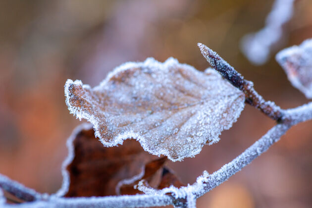 叶子一片冰冻树叶的特写镜头树枝自然冰冻