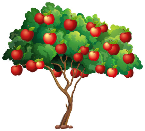 天气树上的红苹果孤立在白苹果上生态水果自然
