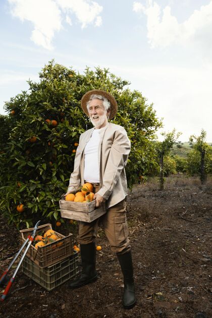 自然拿着新鲜橙子的老人农产品柑橘种植园