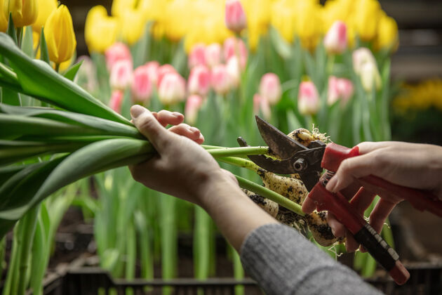 开花在温室里种植郁金香是为了庆祝你的生日栽培农场花粉