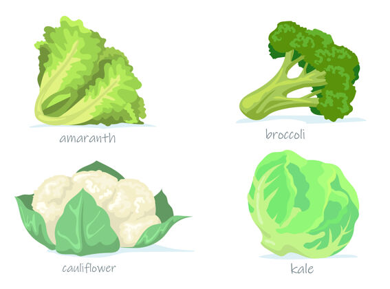 卷心菜各种卷心菜平面图片集卡通绿花椰菜 羽衣甘蓝 花椰菜和苋菜独立插图配料素食莴苣