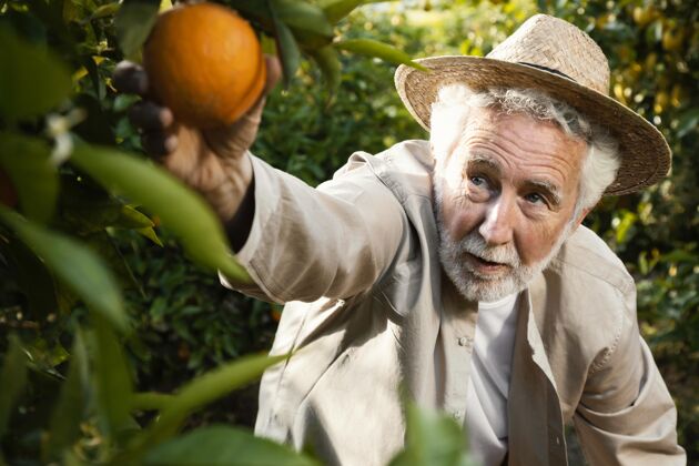 树木橘子园的老人收获人水果