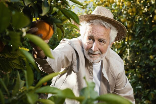 人橘子园的老人柑橘收获美味