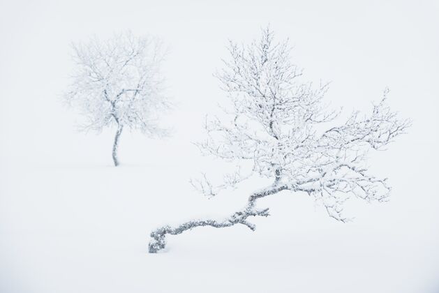 环境孤零零的树被厚厚的雪覆盖着森林冬天雪
