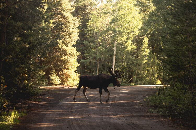 荒野在树林附近的一条路上 一只麋鹿或麋鹿的美丽照片天鹅绒公园驼鹿